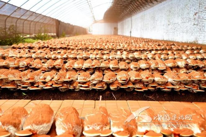 如何在彩鋼板夾芯板生產(chǎn)中確保原材料的質(zhì)量