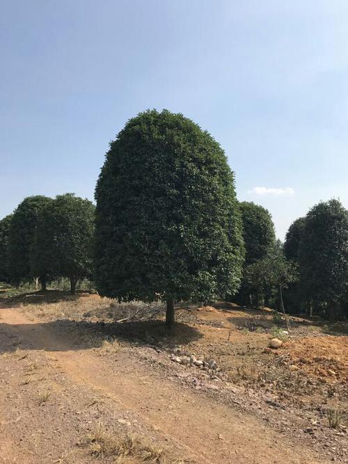百級層流罩對細(xì)菌污染控制的科學(xué)原理與應(yīng)用